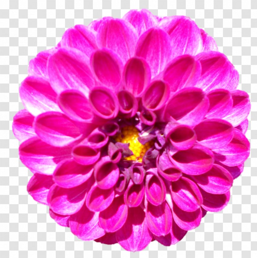 Dahlia Stock Photography Royalty-free - Istock - Bharat Mata Transparent PNG