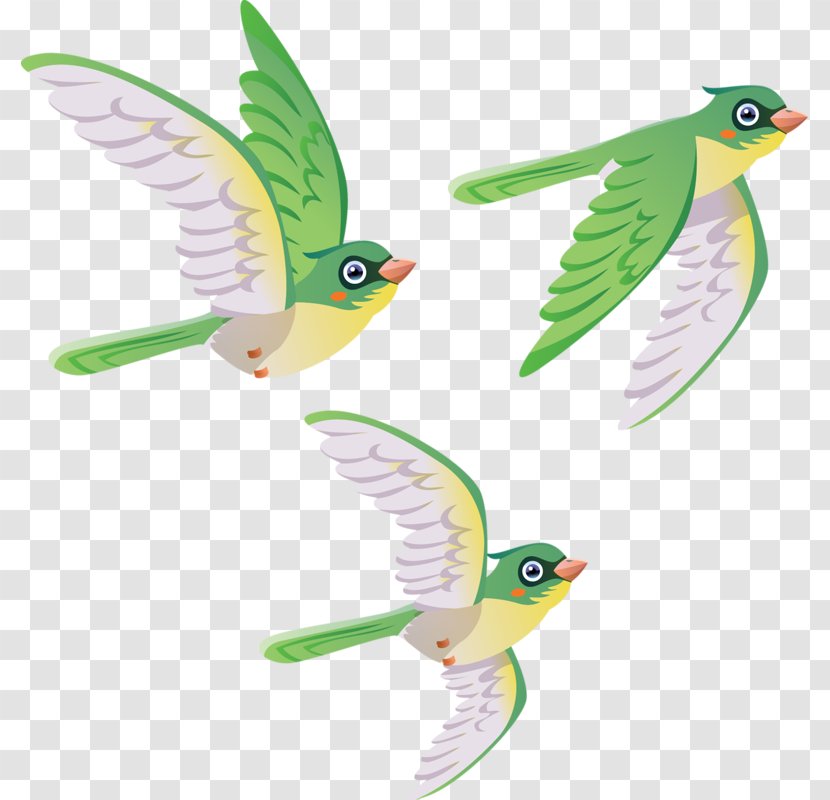 Bird Clip Art - Raster Graphics - Sparrow Transparent PNG