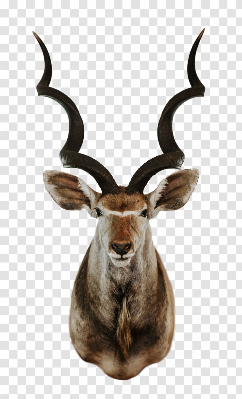 Trophy Cartoon - Hunting - Deer Reindeer Transparent PNG