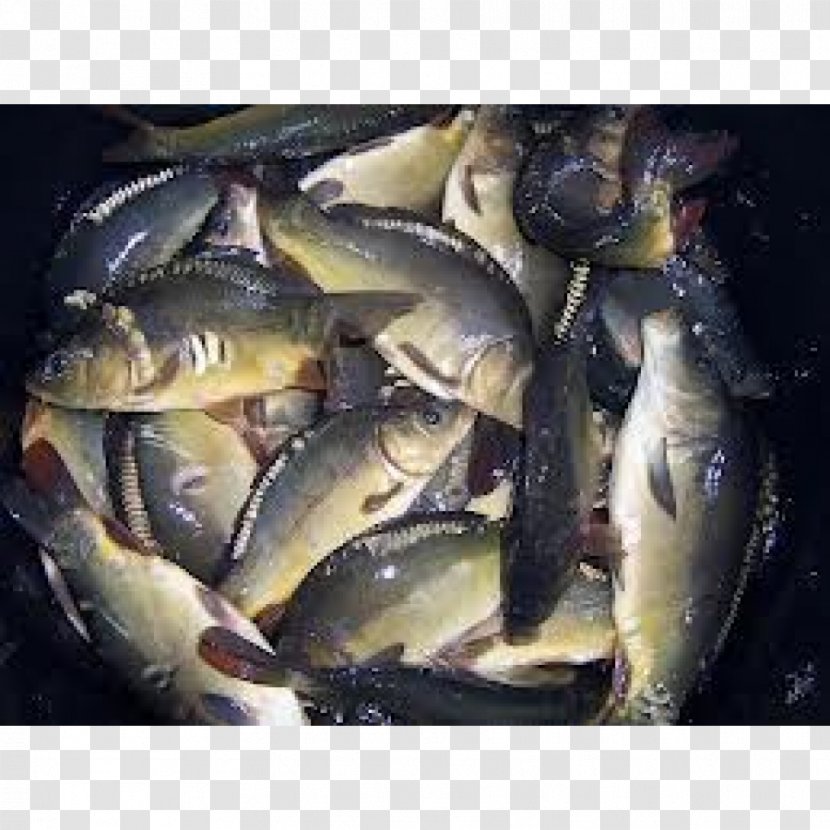 Koi Tench Oily Fish Sardine - Wels Catfish - Micropterus Transparent PNG