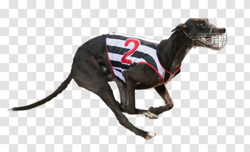 Italian Greyhound Racing Dog Breed - Leash - Animal Sports Transparent PNG