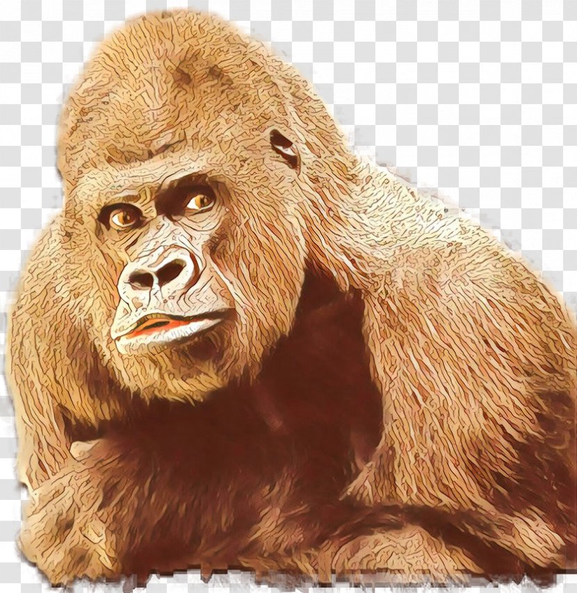 Gorilla Orangutan Monkey Fur Terrestrial Animal Transparent PNG