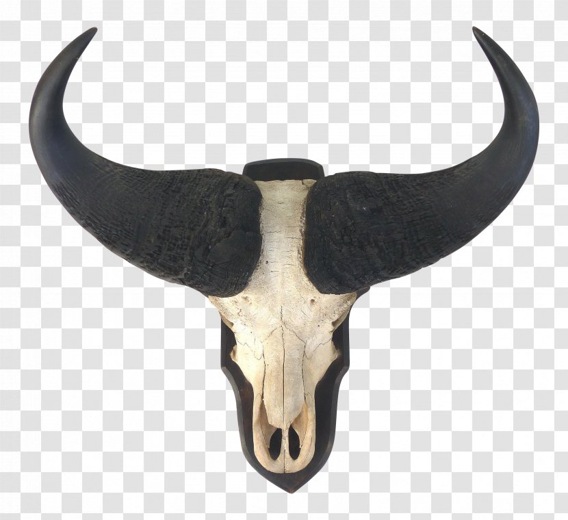 Cattle Horn Bone Mammal - Horns Transparent PNG