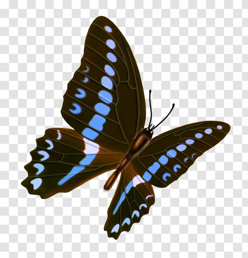 Butterfly Transparency And Translucency Icon - Scalable Vector Graphics Transparent PNG