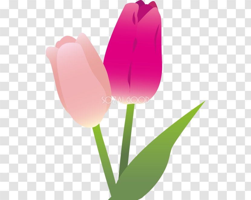 Tulip Illustration Adobe Illustrator Clip Art Image - Spring - Sky Transparent PNG