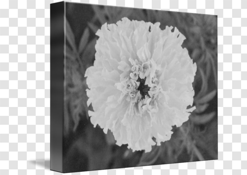 Art Floral Design Still Life Photography - X Ray Flowers Transparent PNG
