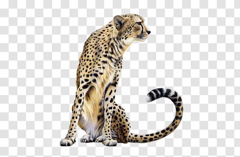 Cheetah Lion Felidae - Terrestrial Animal - Leopard Spots Transparent PNG