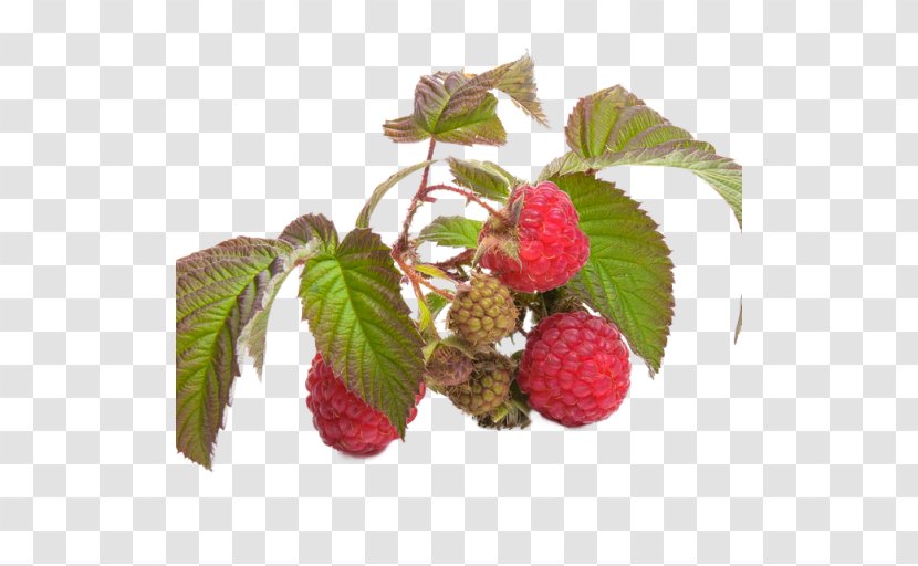 Raspberry Health Tea Food - Superfood - Raspberries Transparent PNG