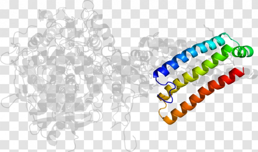 Brand Clip Art Logo Product Design - Succinate Dehydrogenase Transparent PNG