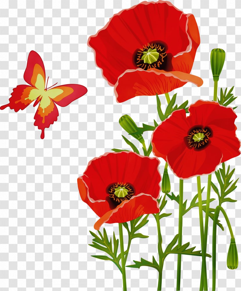 Flower Flowering Plant Red Coquelicot - Poppy Oriental Transparent PNG