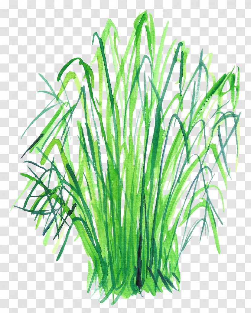 Clip Art - Plant Stem - Green Grass Transparent PNG