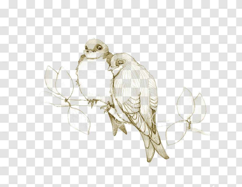 Owl Lovebird Drawing Sketch - Wing Transparent PNG