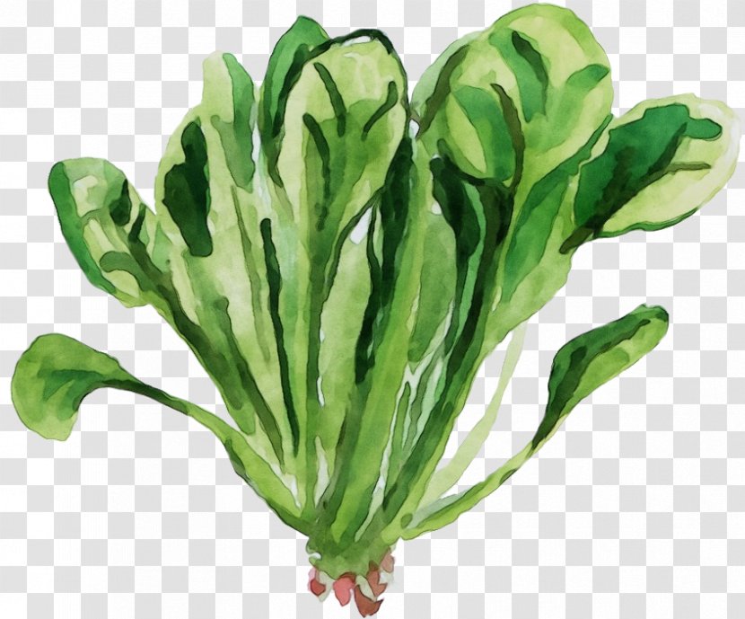 Watercolor Flower Background - Food - Leaf Vegetable Tatsoi Transparent PNG