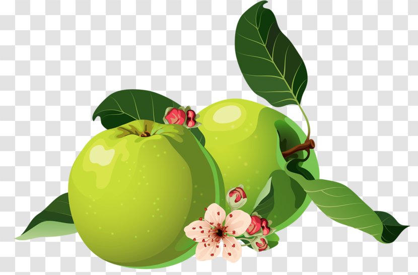 Apple Clip Art - Natural Foods - Two Green Apples Transparent PNG
