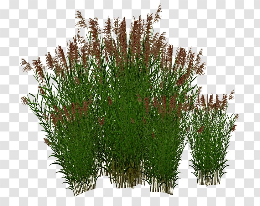 Sweet Grass Grasses - Common Reed Transparent PNG