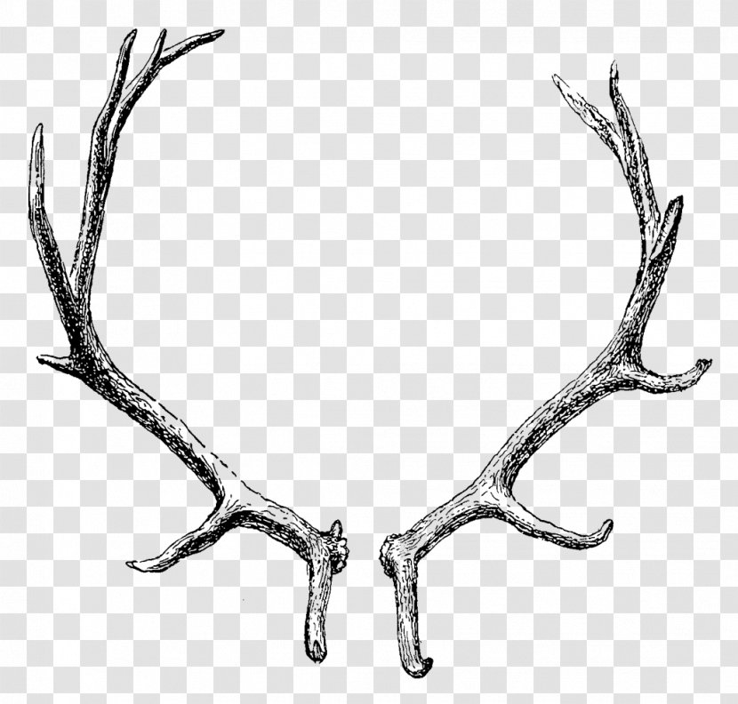 Reindeer Elk Moose Antler - Horn - Deer Transparent PNG