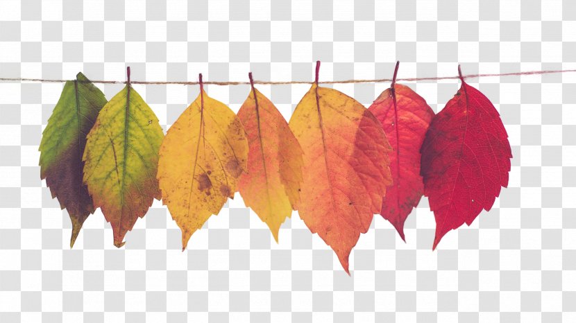Mood Board Autumn Leaf Color Marketing - Brand - Colorful Leaves Transparent PNG