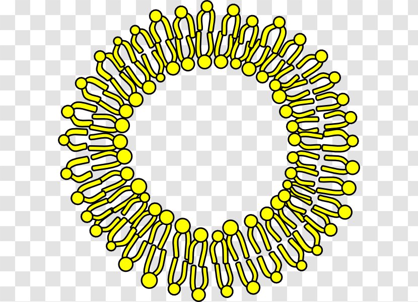 Cell Membrane Biological Clip Art - Point - Clipart Transparent PNG
