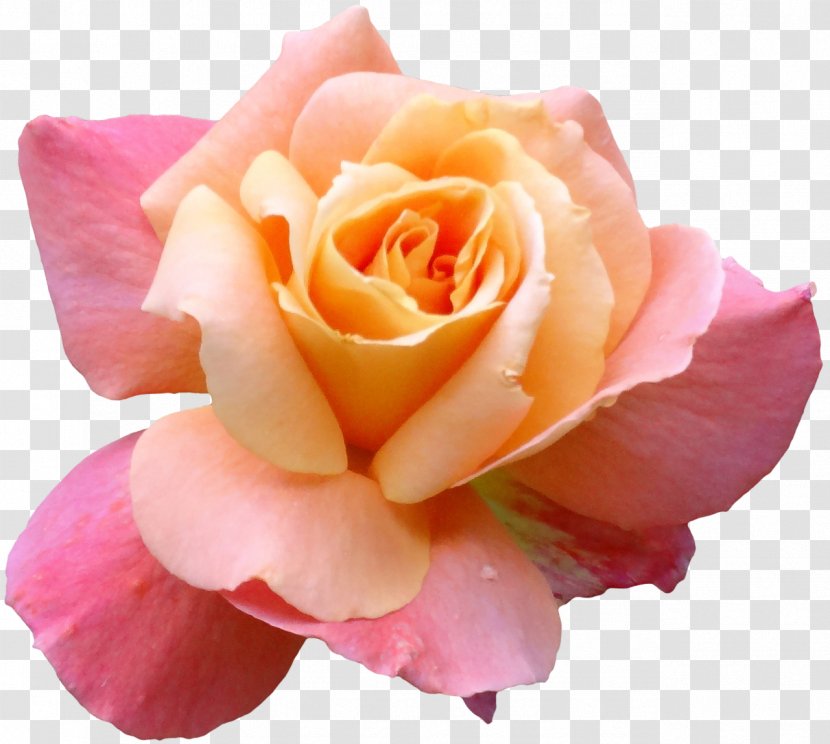 Flower Nancy's Salon Blume Garden Roses - Crocus - Rose Transparent PNG
