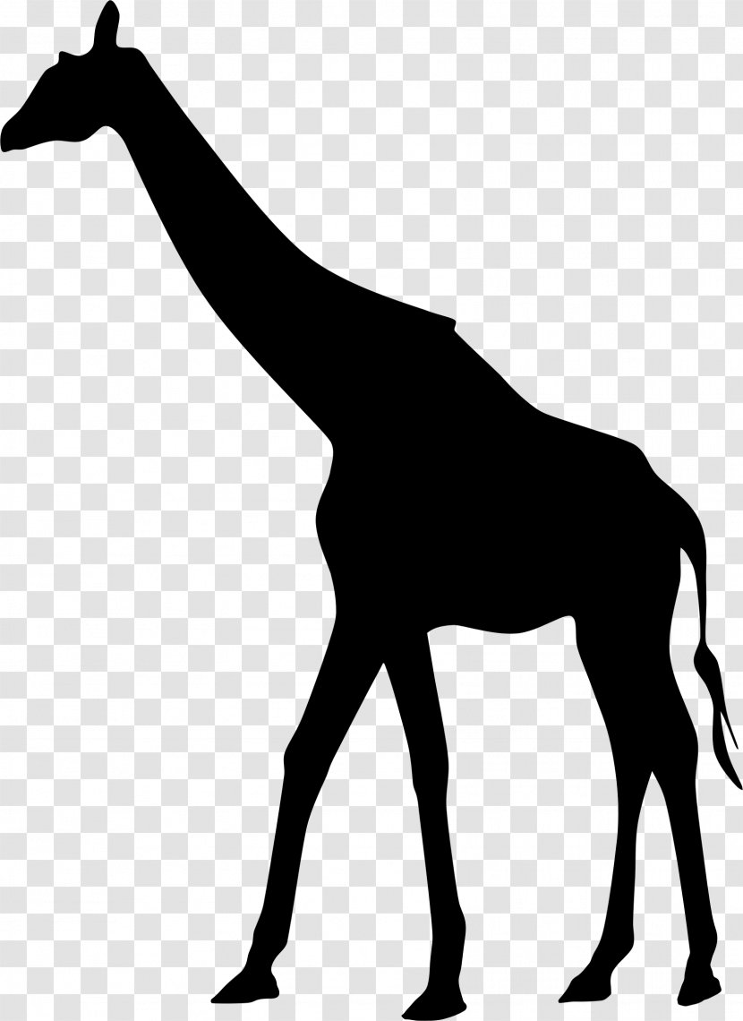 Northern Giraffe West African Silhouette - Black Transparent PNG