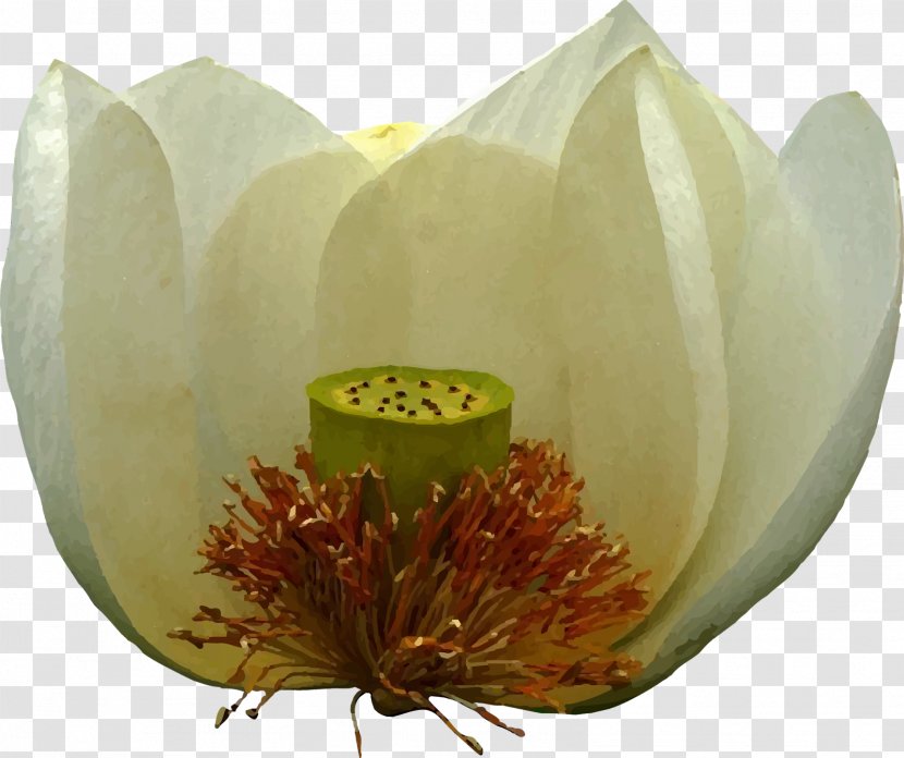 Flowering Plant - Lotus Leaf Transparent PNG