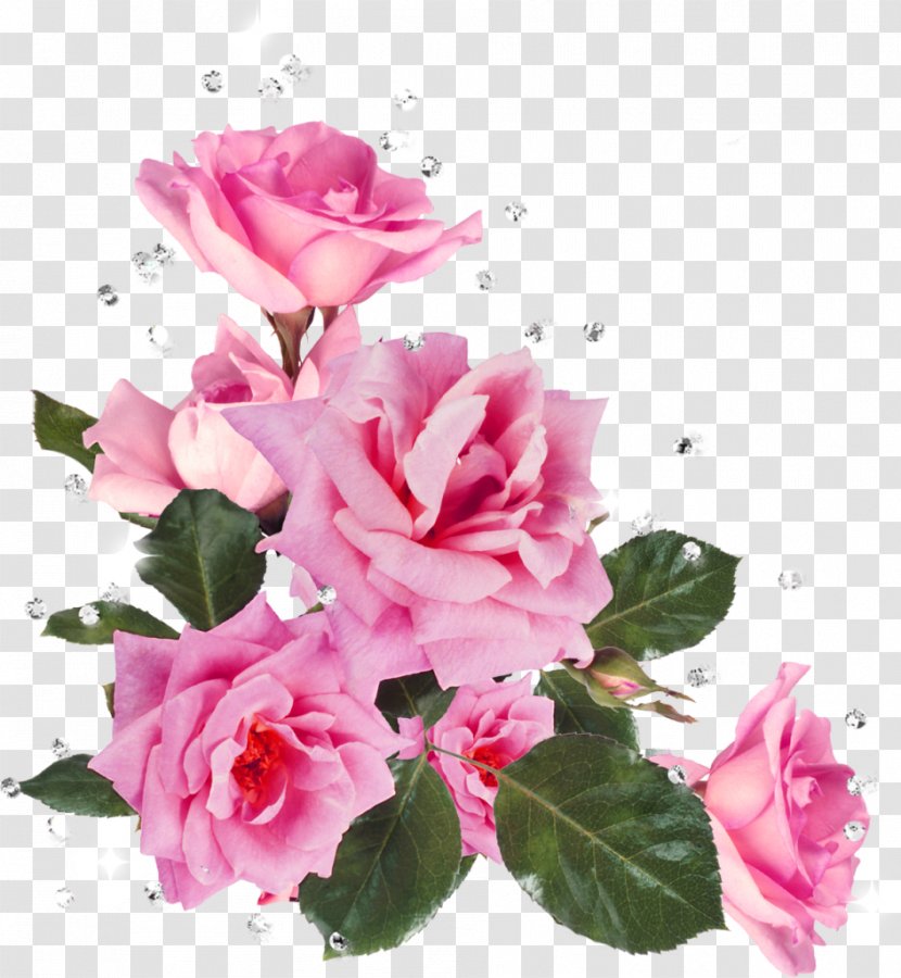 Still Life: Pink Roses Flower Garden Stock Photography Clip Art - Plant - Rose Gold Transparent PNG