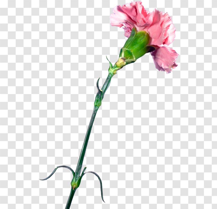 Carnation Garden Roses Cut Flowers Clove - Pink Family - Flower Transparent PNG