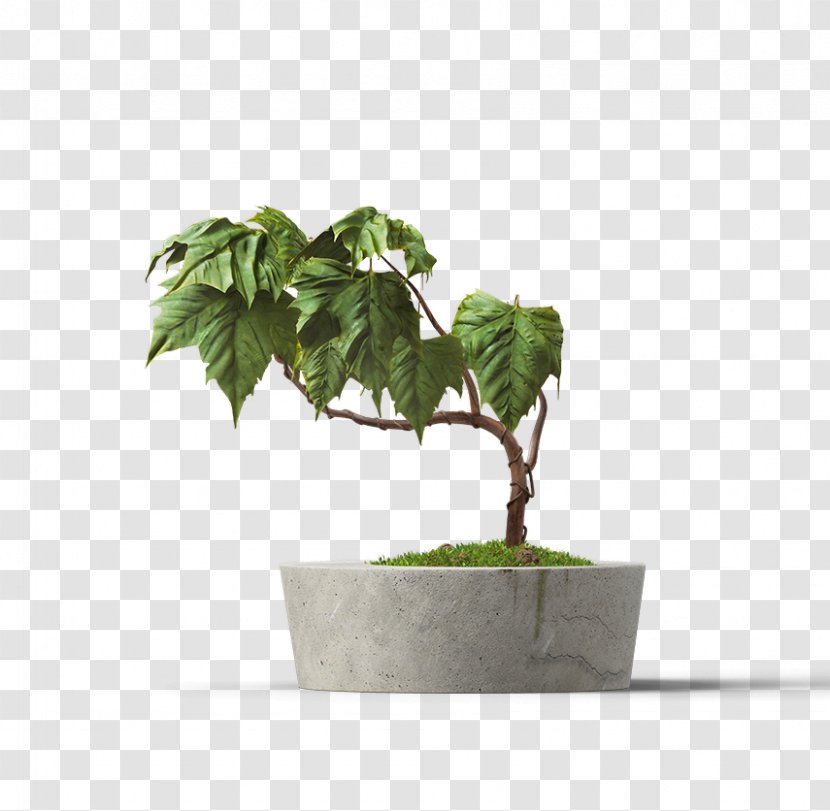 Flowerpot Succulent Plant Houseplant - Leaf Transparent PNG