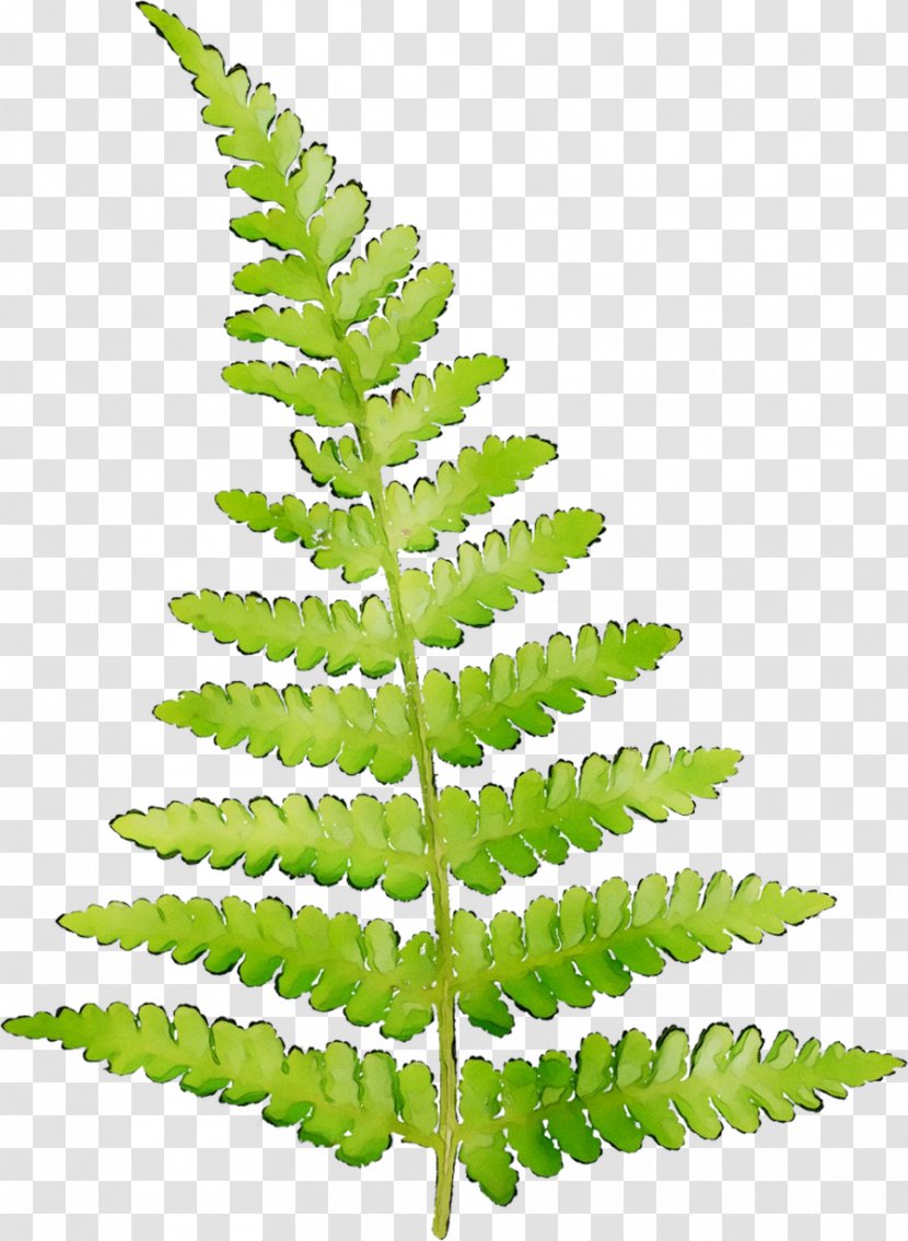 Fern Clip Art Leaf Image - Terrestrial Plant - Vegetation Transparent PNG