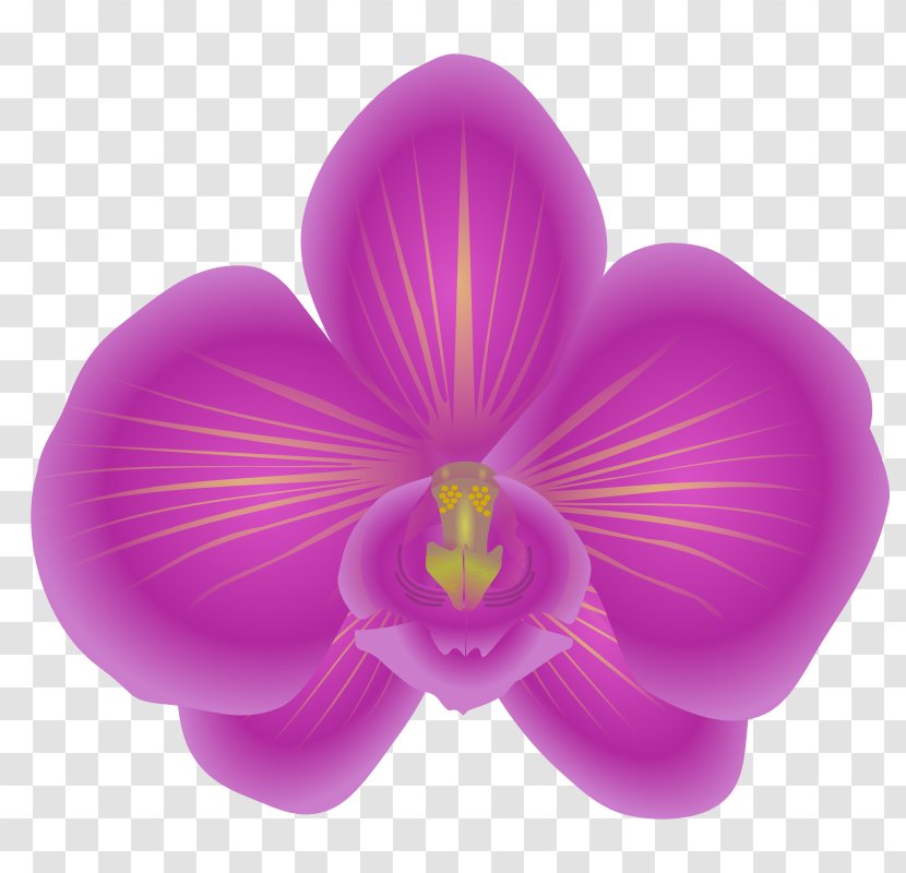 Orchids Flower Clip Art - Public Domain Transparent PNG