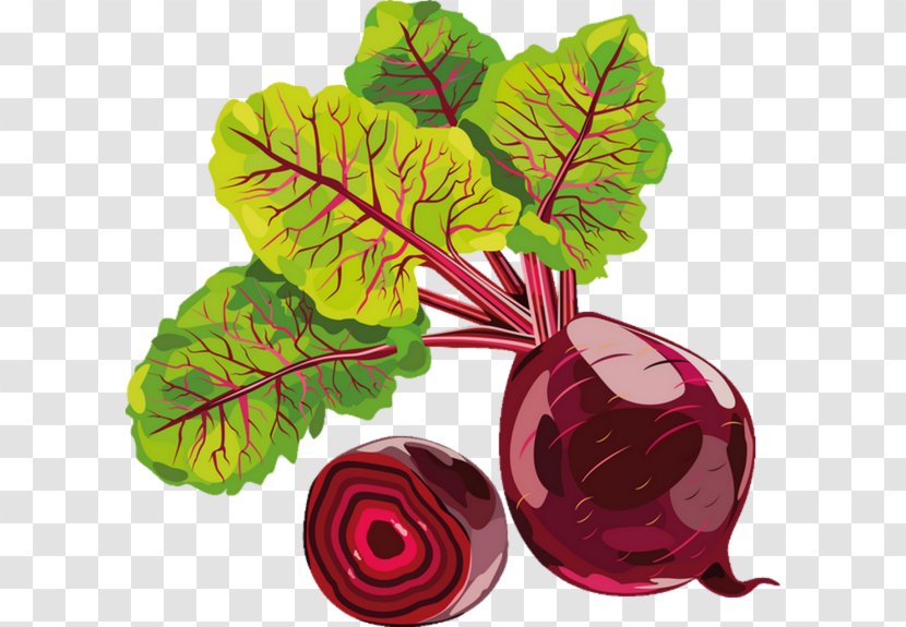 Vegetable Chard Drawing Beetroot Radish - Salad - Water Color Flowers Transparent PNG