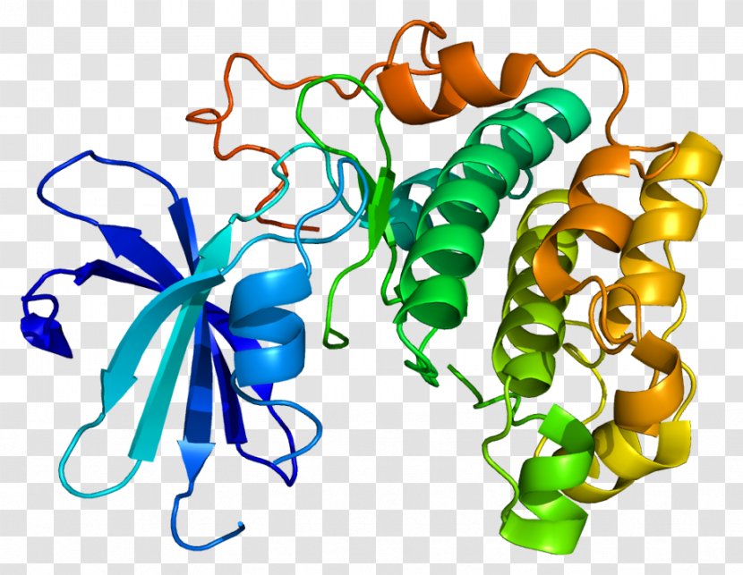 Protein Kinase B AKT2 Serine/threonine-specific AKT3 - Cartoon - Flower Transparent PNG