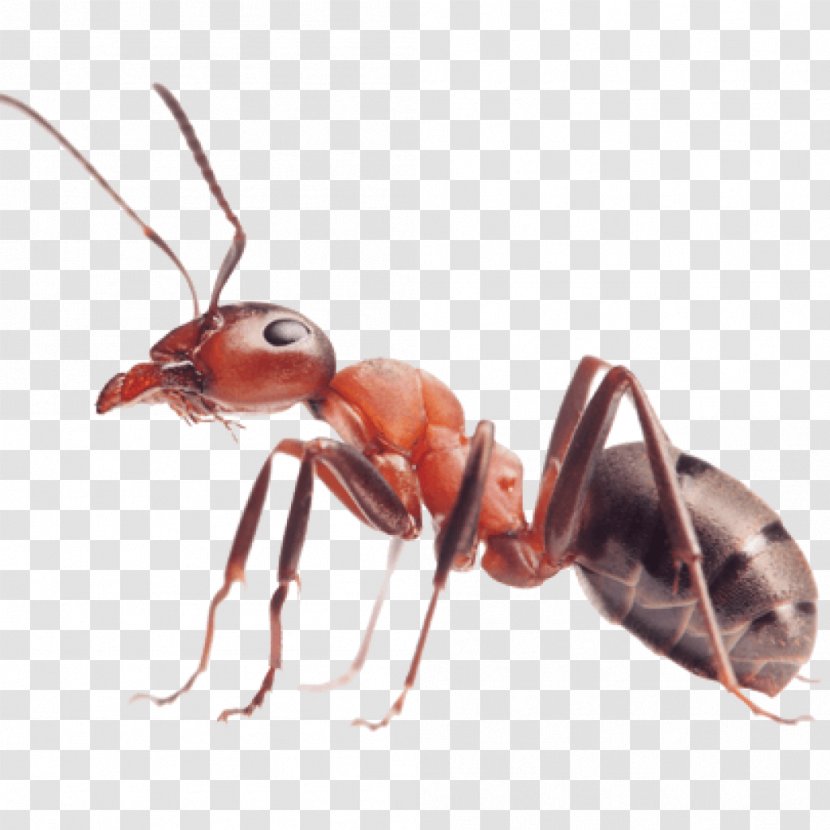 Insect Myrmicinae Red Imported Fire Ant Pest Colony - Queen Transparent PNG