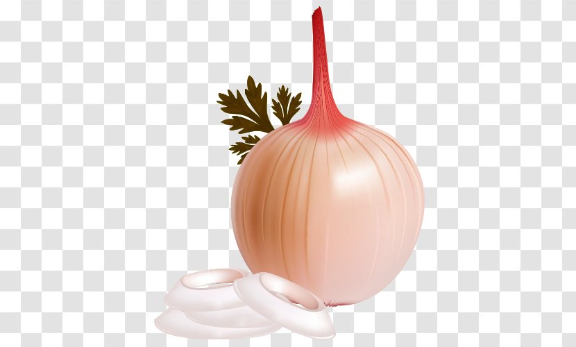 Shallot - Vector Cartoon Onion Transparent PNG