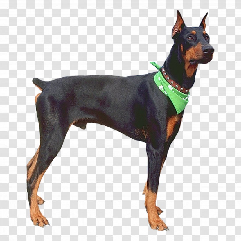 Dobermann German Pinscher Miniature Dog Breed Pikachu Transparent PNG