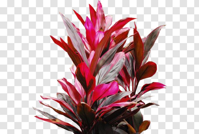 Ornamental Plant Red Leaf Blood Ti Transparent PNG
