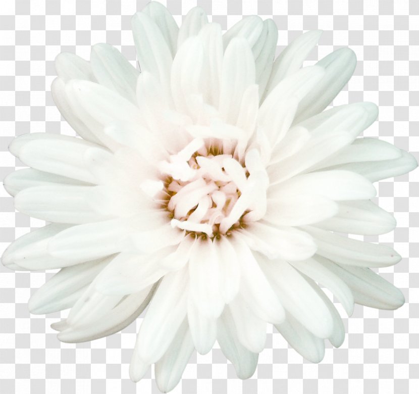 Flower Chamomile White Petal - Chrysanths - Chrysanthemum Transparent PNG