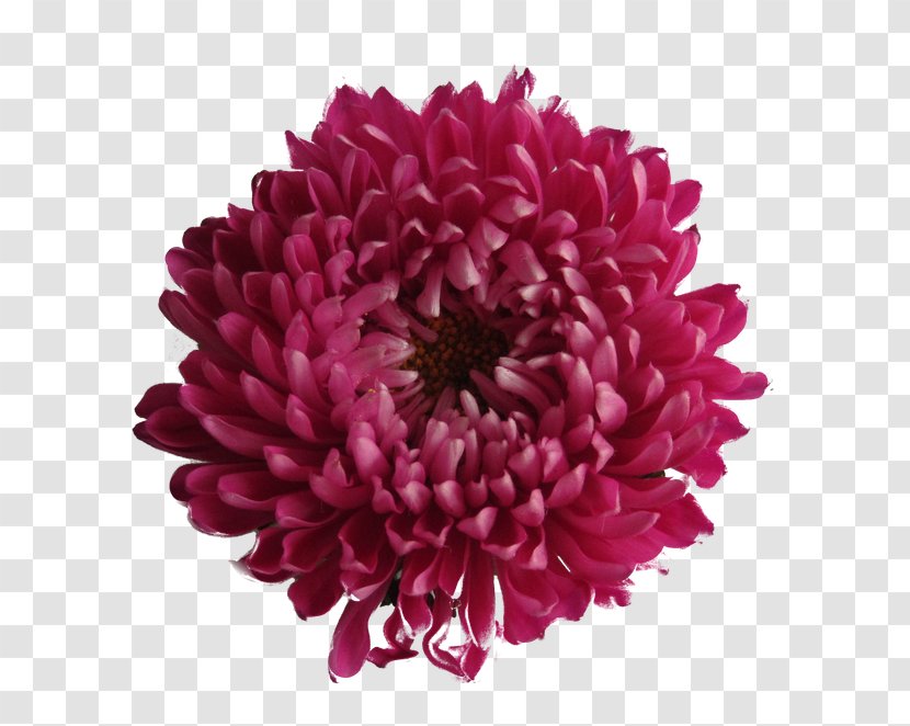 Chrysanthemum Image File Formats Clip Art - Annual Plant - Islam Floral Transparent PNG