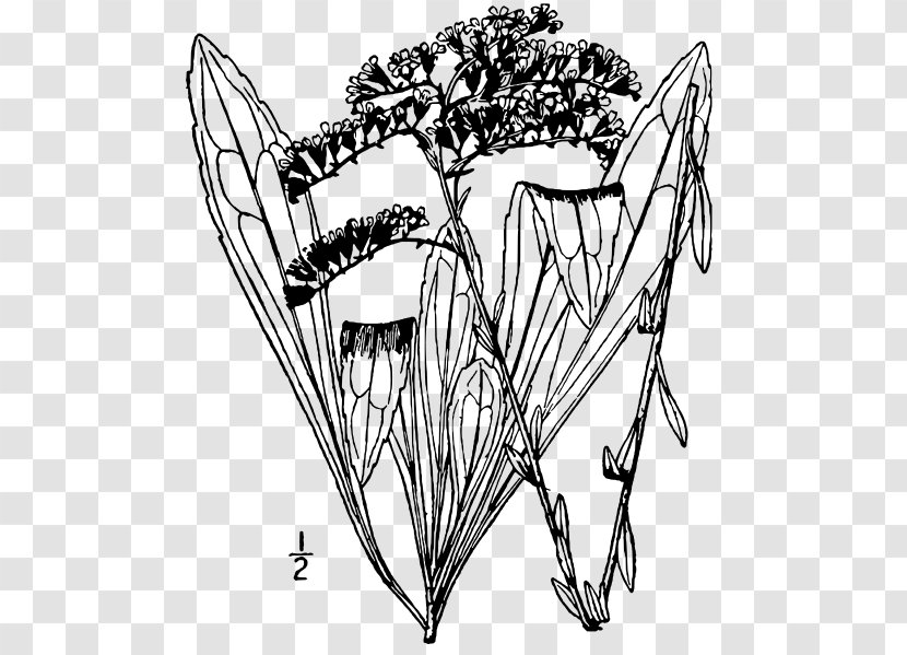 Canada Goldenrod Solidago Gattingeri Petiolaris Zigzag Glomerata - Frame - Illustrated Flora Of The Northern United States Transparent PNG
