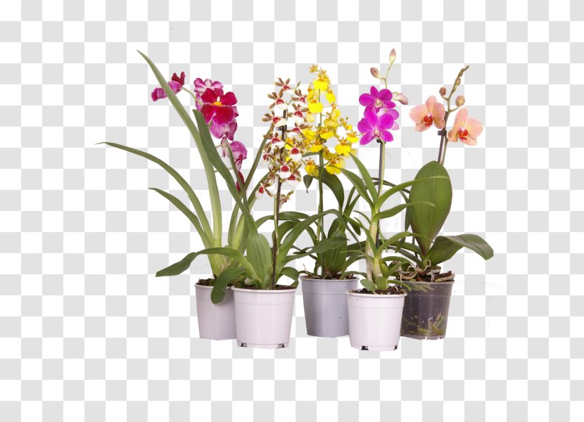 Moth Orchids Cattleya Dendrobium Dancing-lady Orchid Houseplant - Plants Transparent PNG