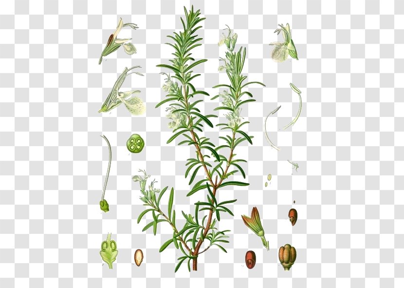 Rosemary Herbal Distillate Essential Oil Verbenone - Spice - Baunilha Design Element Transparent PNG