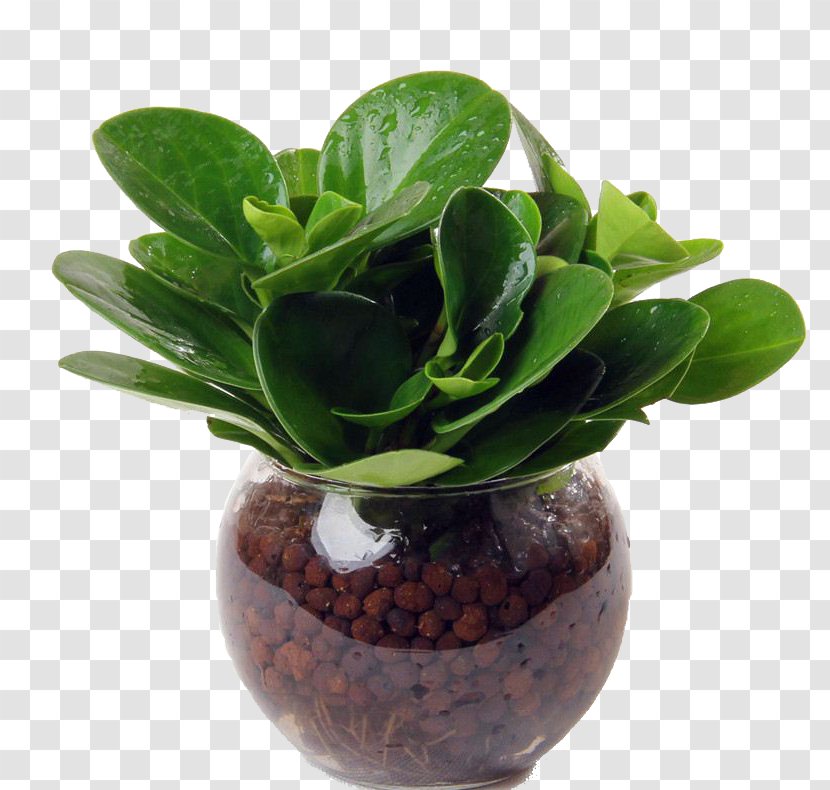 Leaf Hydroponics Plant Bonsai Flowerpot - Hydroponic Plants Transparent PNG