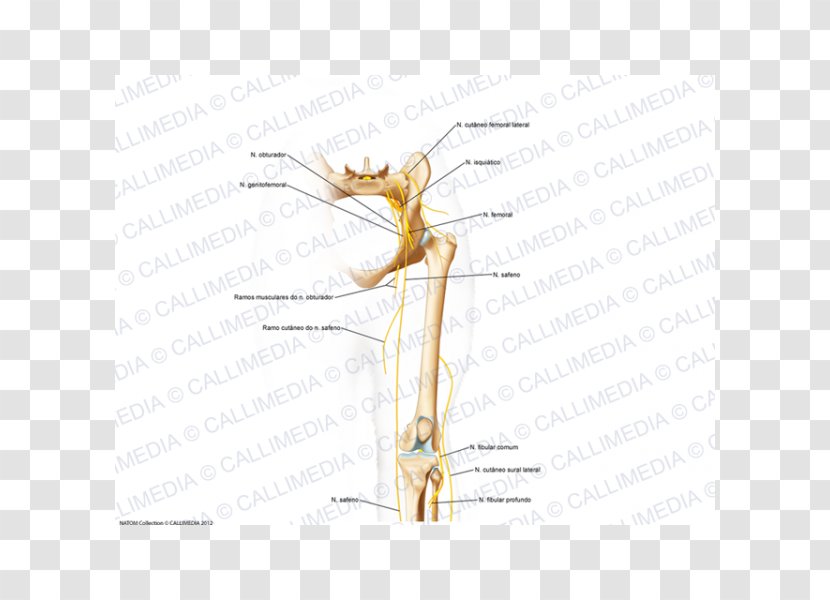 Insect Muscle Pest Angle Plant Stem - Cartoon Transparent PNG