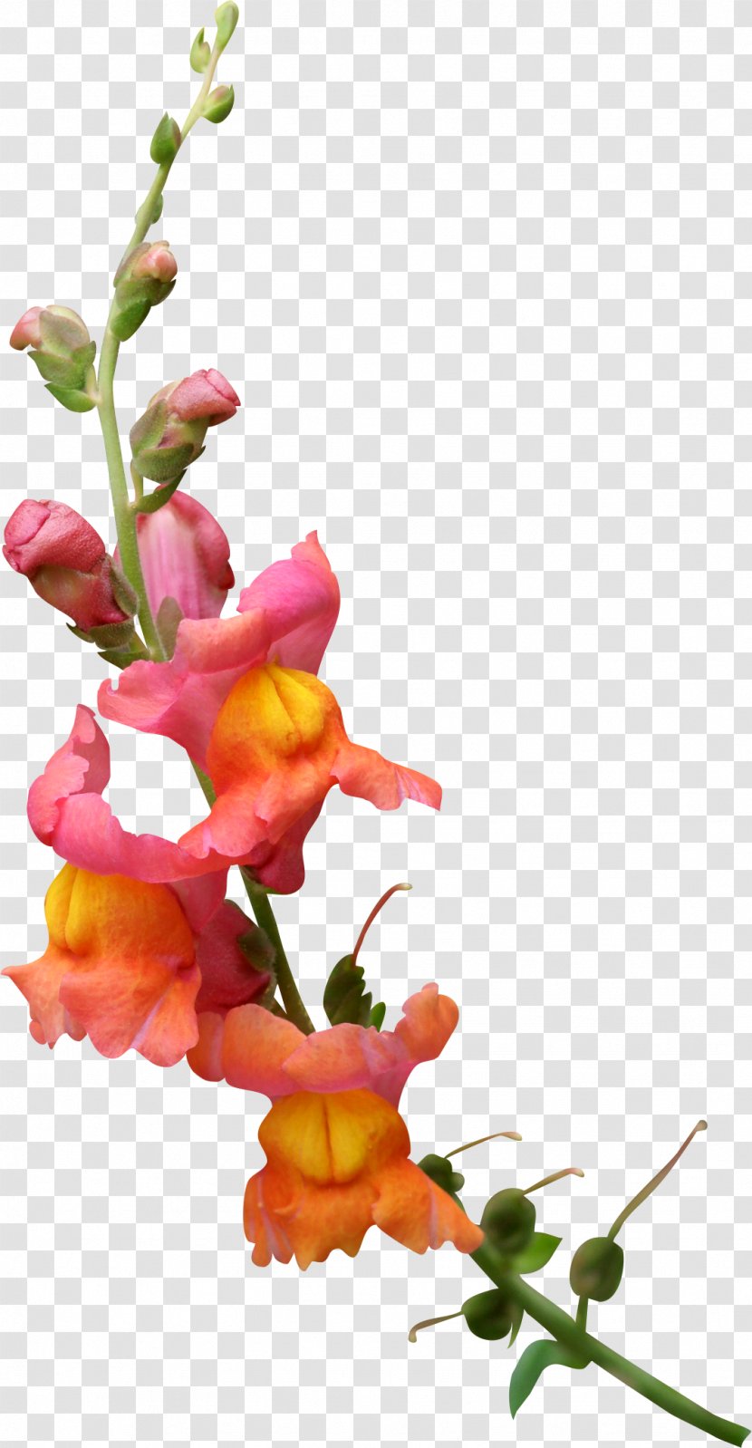 Flower Petal Blossom - Bud - Spring Transparent PNG