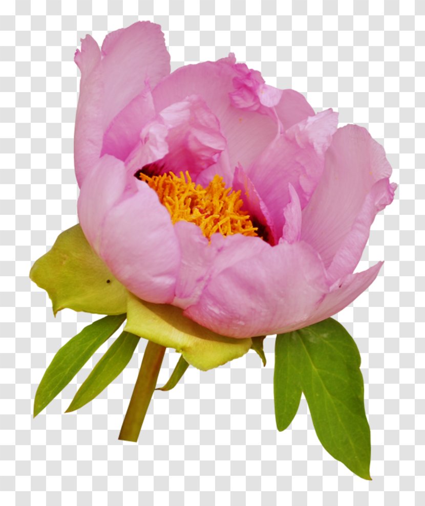 Flower Clip Art Moutan Peony Garden Roses - Flowering Plant - Fond Ecran Transparent PNG