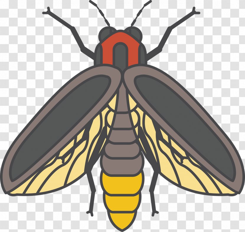 Beetle Firefly - Arthropod - Bee Transparent PNG