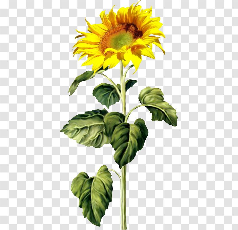 Common Sunflower Seed Clip Art - Es Buah Transparent PNG