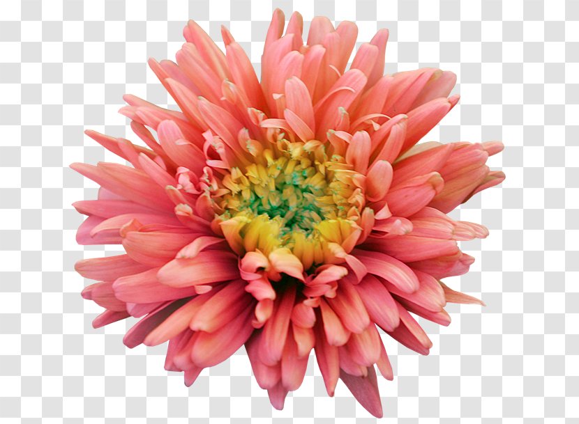 Dahlia Flower Clip Art - Pink Transparent PNG