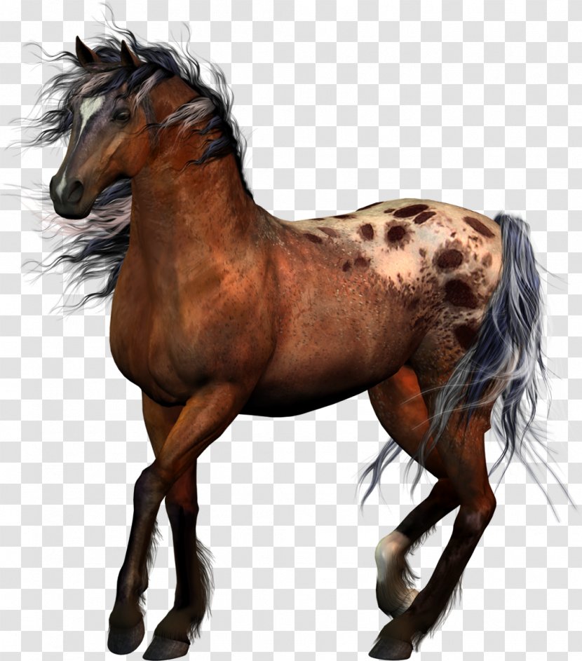 Horse Tack Equestrian Western Riding - Mustang Transparent PNG