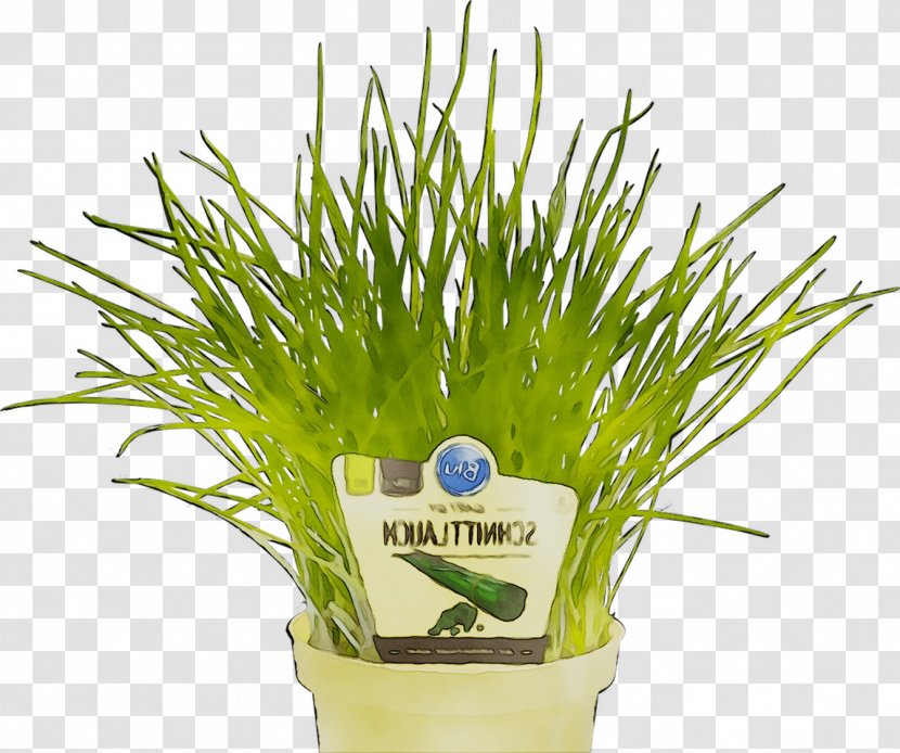 Greens Grasses Herb - Wheatgrass - Grass Family Transparent PNG